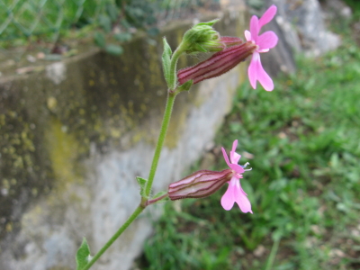 Silene pendula